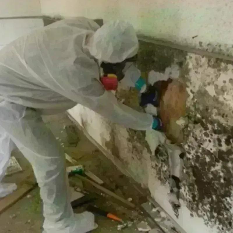 Mold Remediation and Removal in Nemaha County, KS